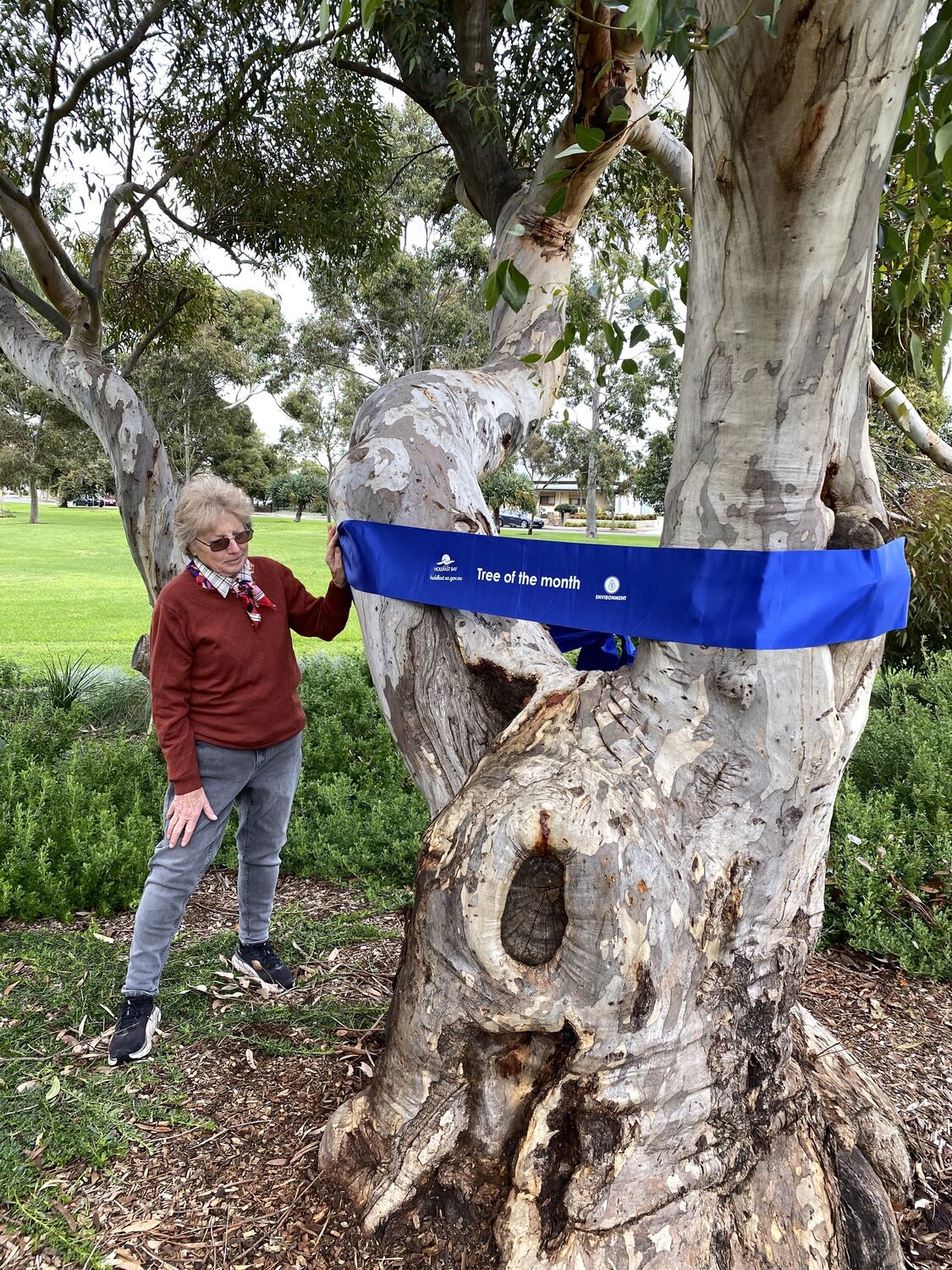 eucalyptus