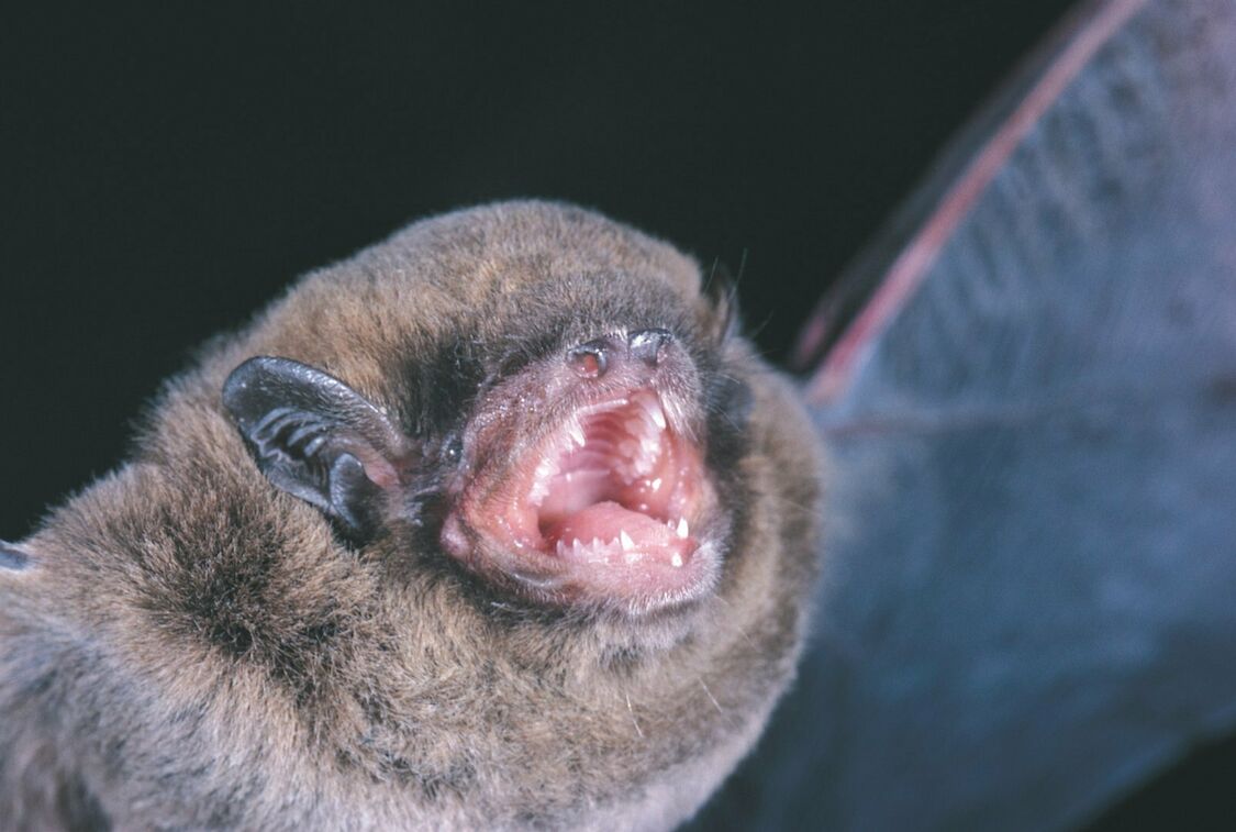 Close up of a native Australian micro bat
