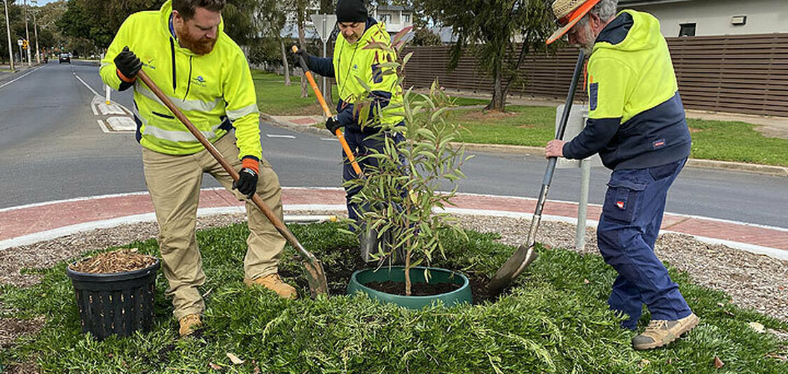 Winter tree planting in full swing