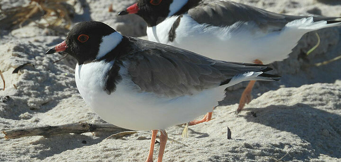 Plover pair seen at Brighton as breeding season starts
