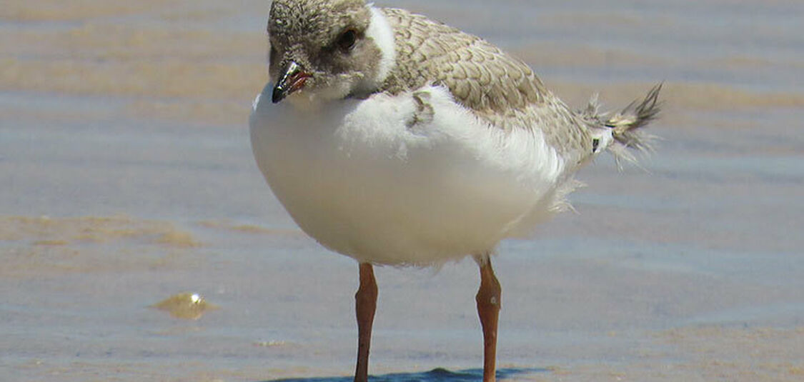 Plover chick spreads its wings