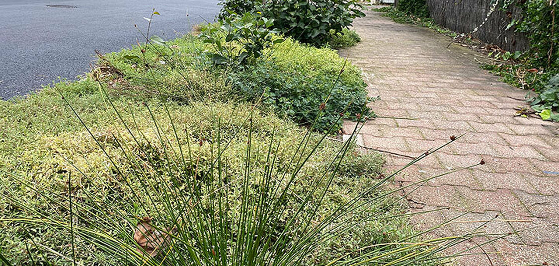 Revamp your verge with native plants