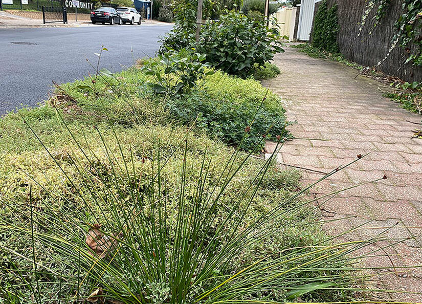 Native plants in a footpath verge