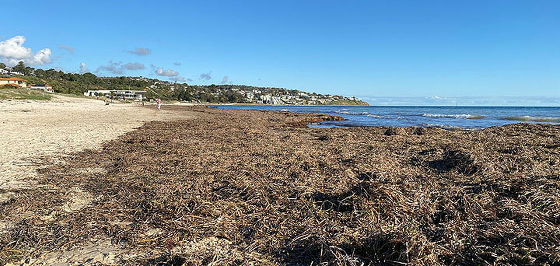 Why we leave the beach wrack alone