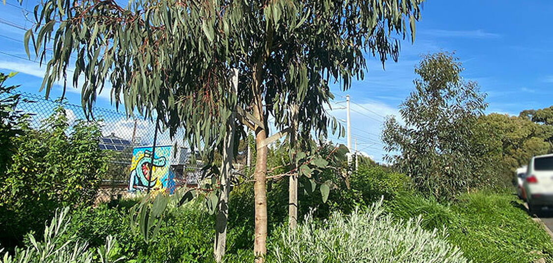 Green shines bright on Silver Avenue