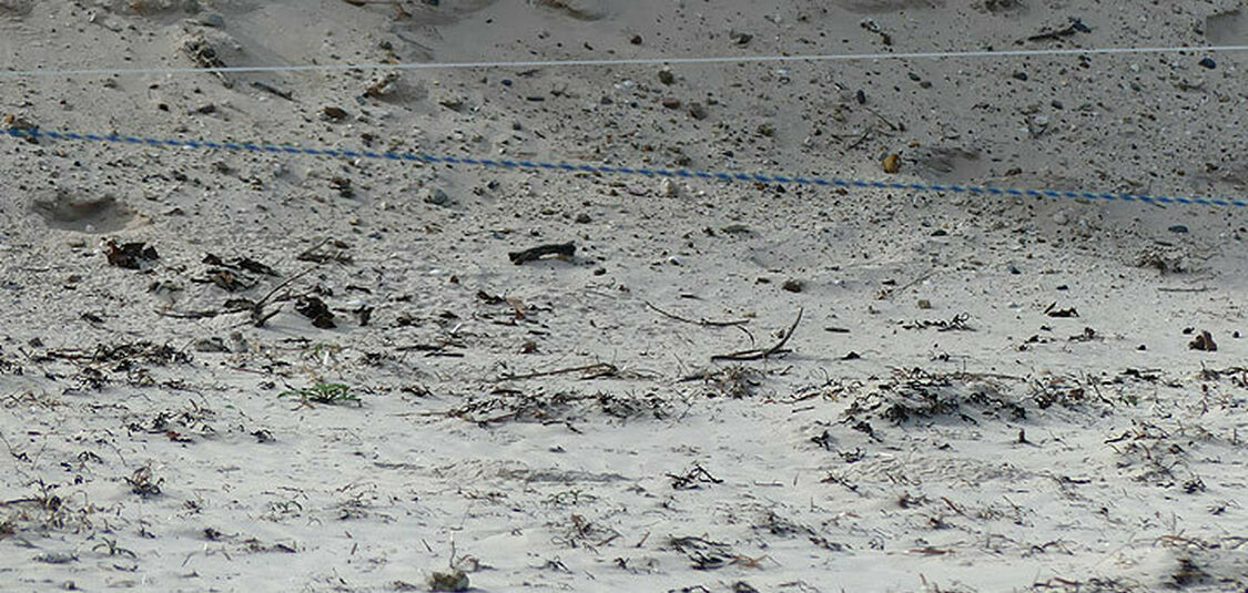 Can you spot the Hooded Plover chicks?