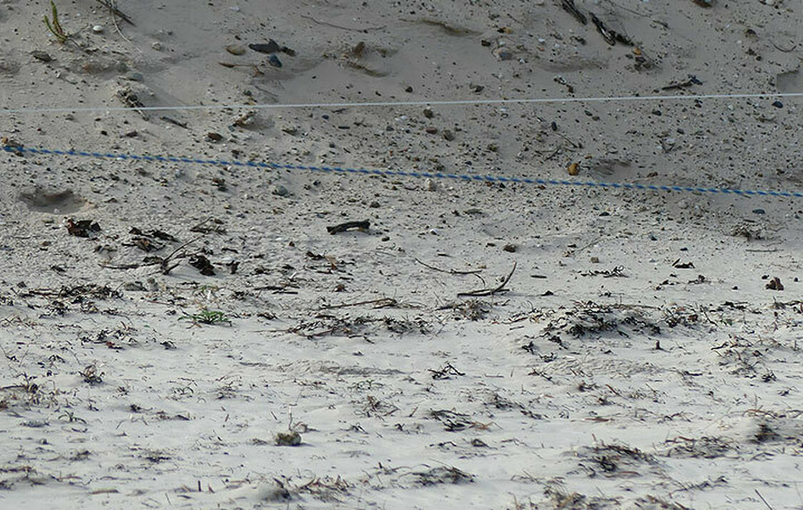 Three Hooded Plover chicks on the beach