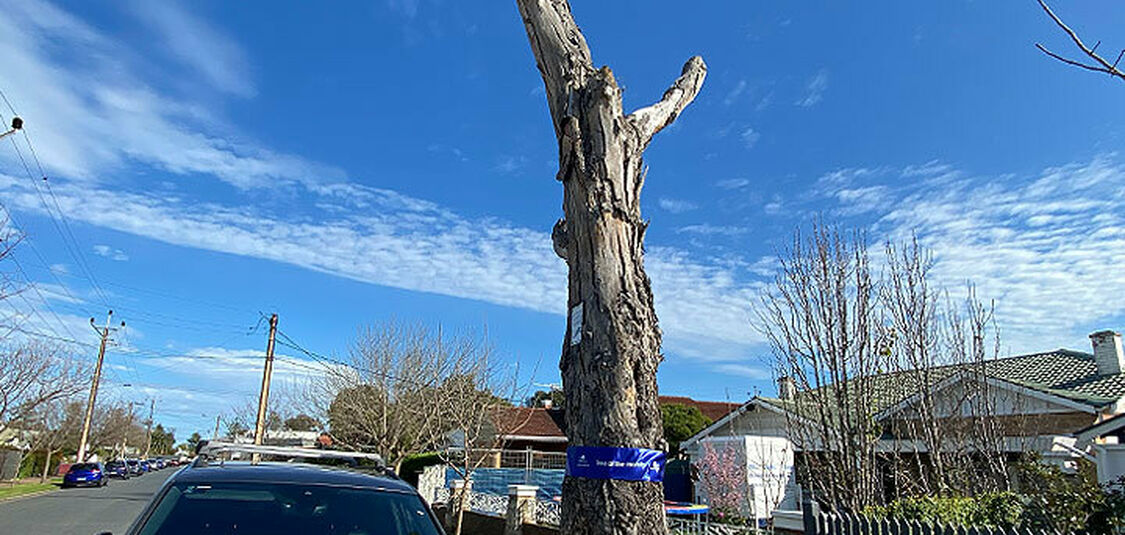Unique habitat tree honoured as our Tree of the Month