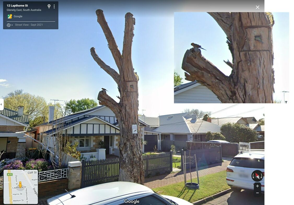 Google street view images of habitat tree