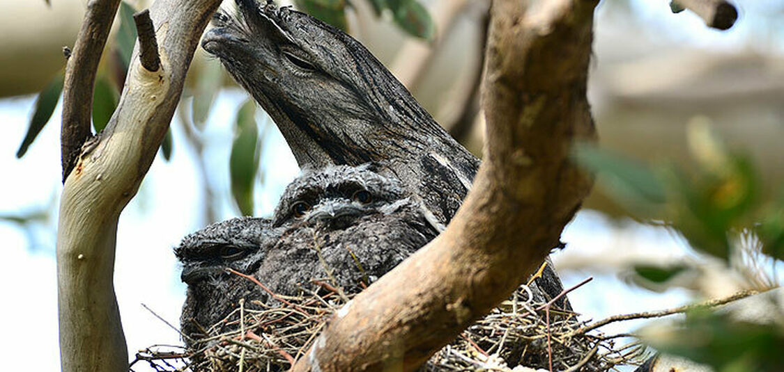 Barton Gully’s newest feathered family