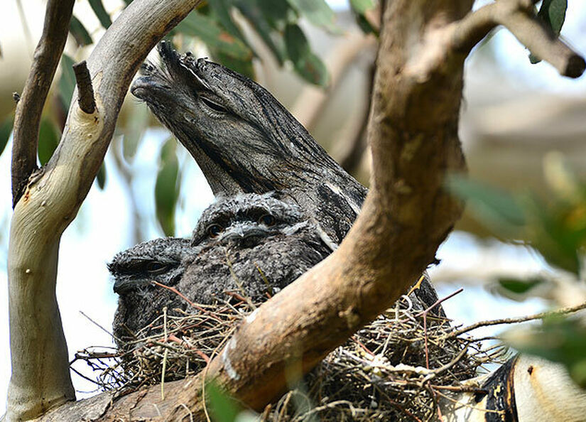 Tawny frogmouth family sitting in a tree
