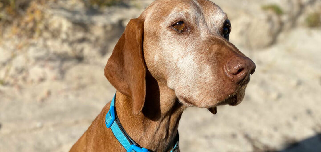 Change of rules for dogs on our beaches