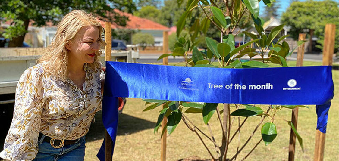 Blue sash honour for tree gifted to Council