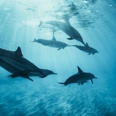 Dolphins, Whales & Me. Dr Mike Bossley