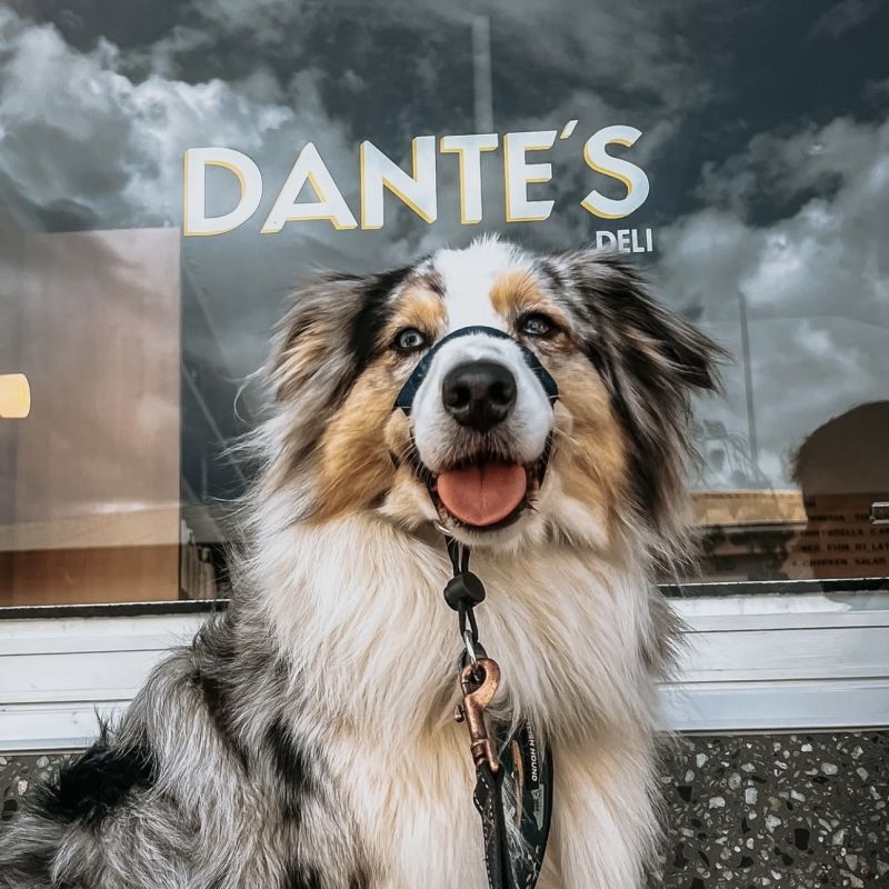 DANTES 1