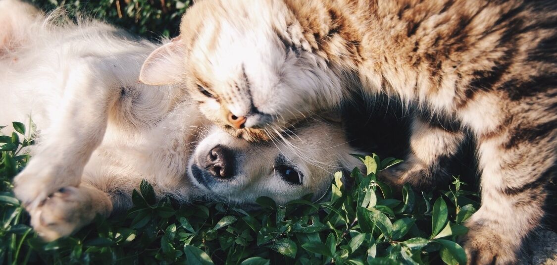 Dogs & Cats